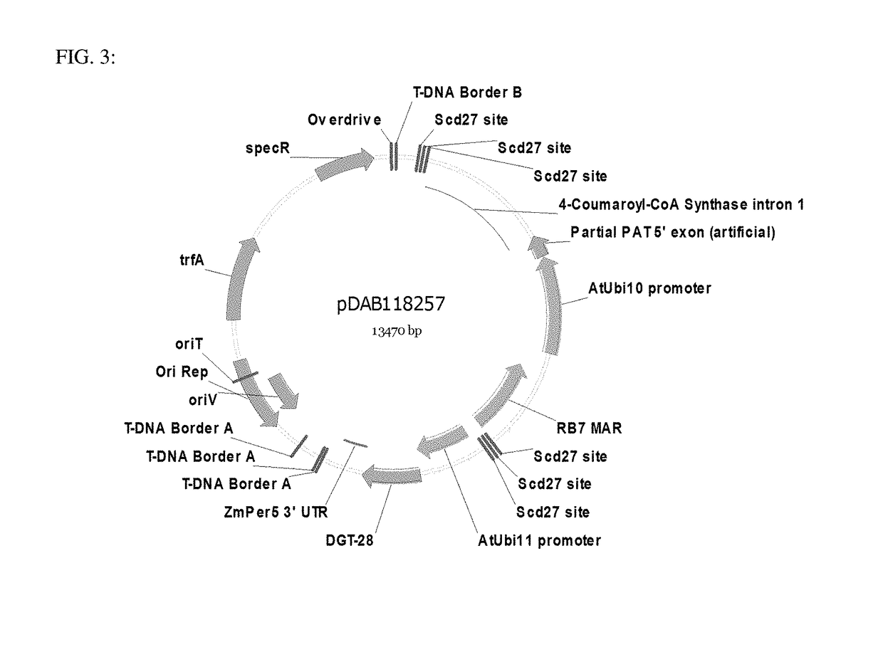 Site specific integration of a transgne using intra-genomic recombination via a non-homologous end joining repair pathway