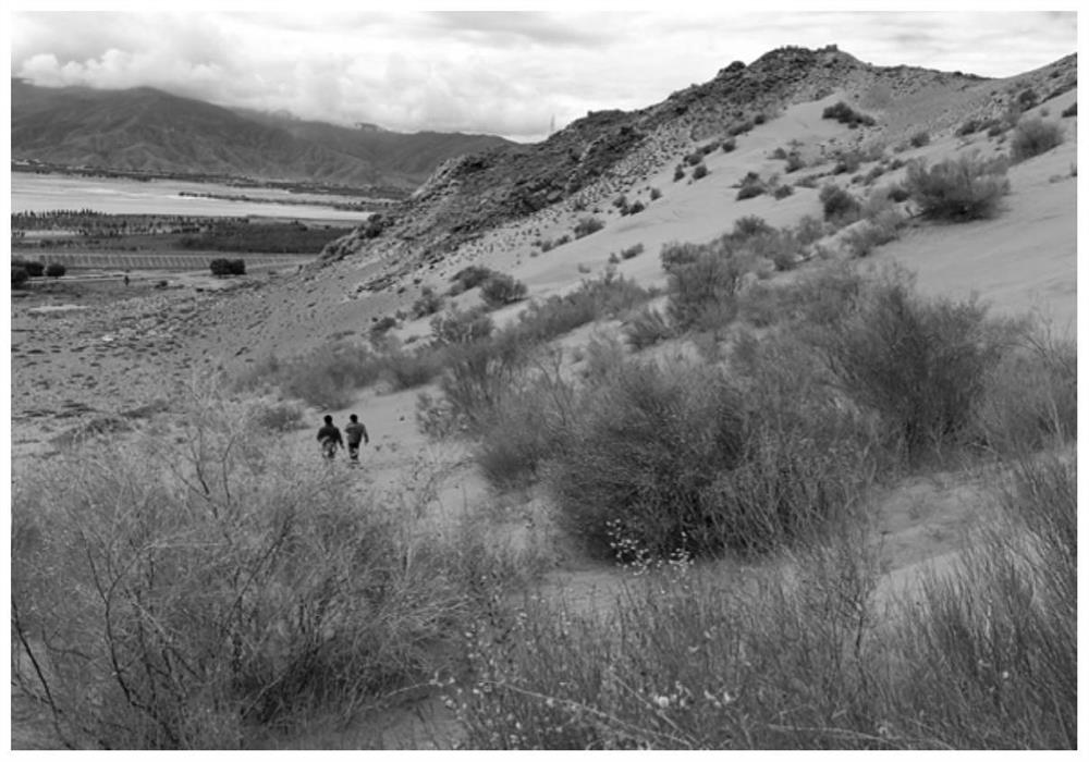 A seeding method and application of ecological restoration of river valley-type hillside flowing sandy land