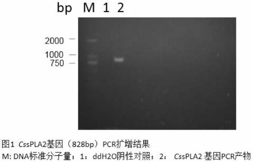 A recombinant clonorchis sinensis secreted phospholipase a2 protein and its in vitro soluble expression and purification preparation method