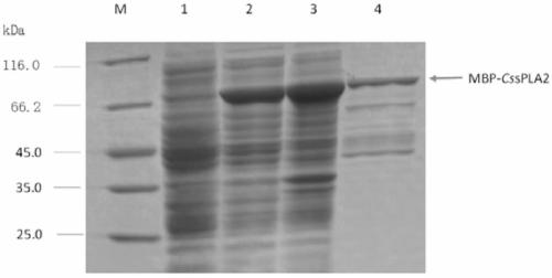 A recombinant clonorchis sinensis secreted phospholipase a2 protein and its in vitro soluble expression and purification preparation method