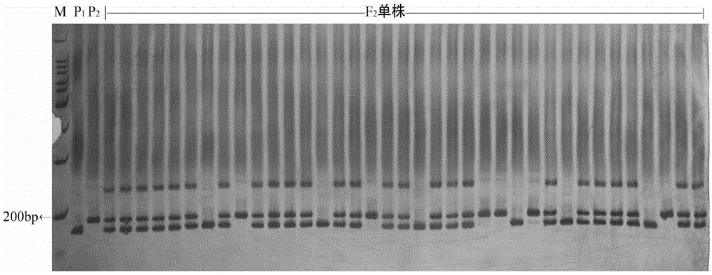 Molecular marker primer of disease-resistant gene ty-5 of tomato yellow leaf curl disease and application of molecular marker primer