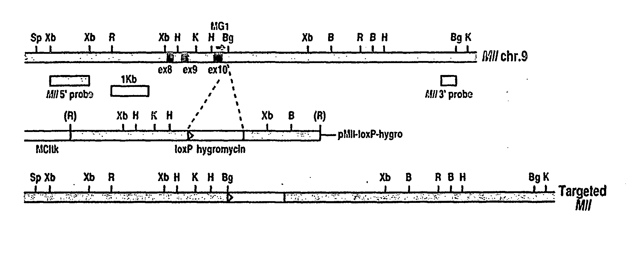 Tumor model with chromosomal rearrangement and uses thereof