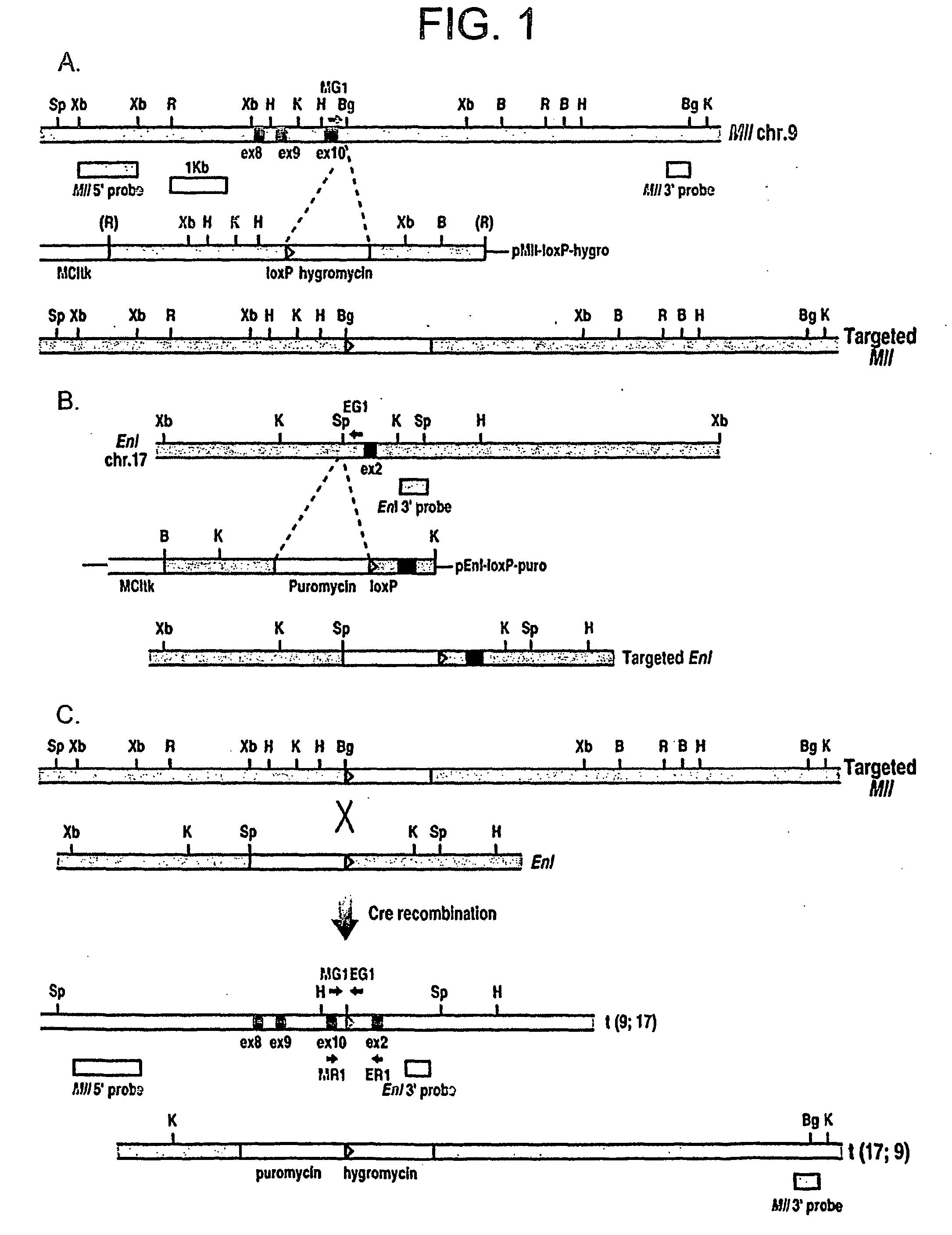 Tumor model with chromosomal rearrangement and uses thereof