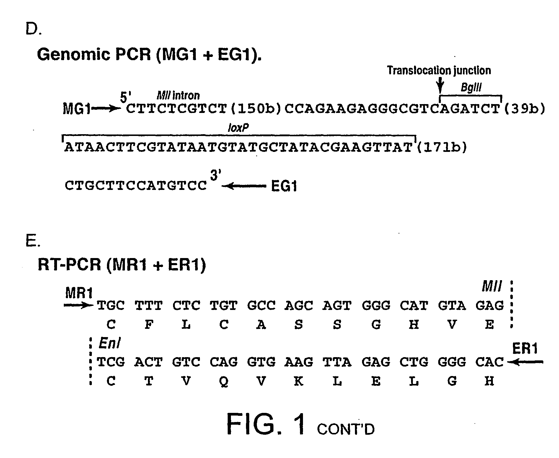 Tumor model with chromosomal rearrangement and uses thereof