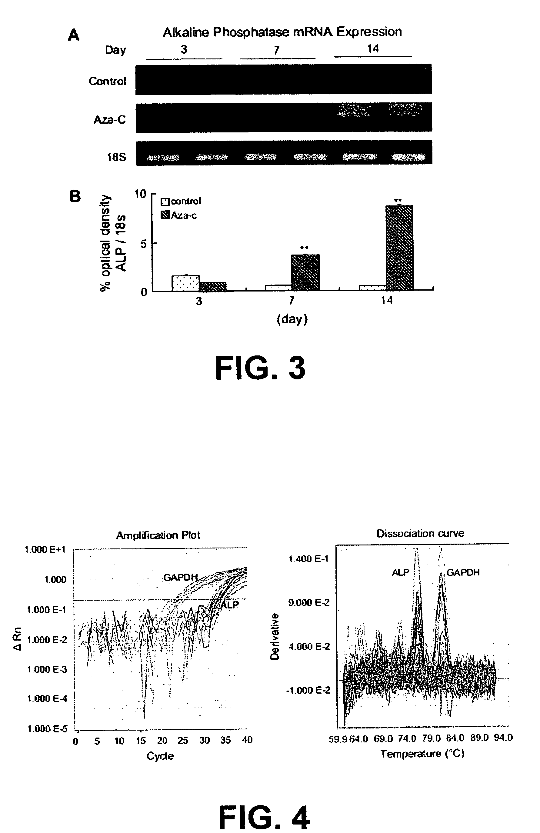 Three-dimensional culture containing human articular chondrocytes with induced terminal differentiation changes, and preparation process and uses of the same