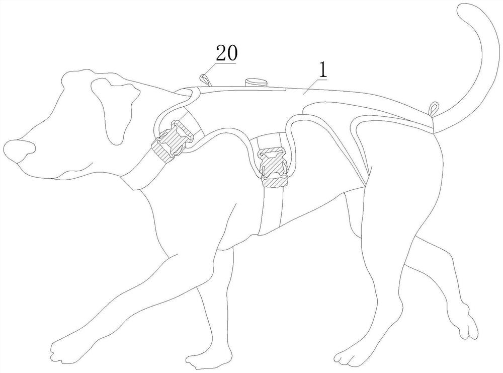 Spine protection tool for dogs