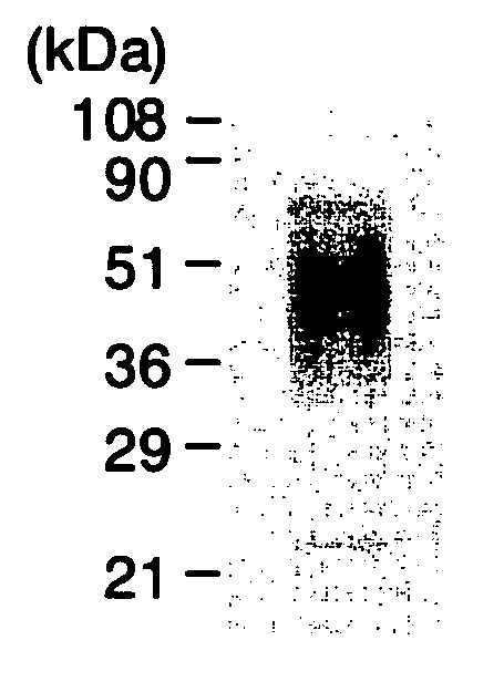 Haparin-Binding Protein Modified with Heparan Sulfate Sugar Chains, Process for Producing the Same and Pharmaceutical Compositions Containing the Same