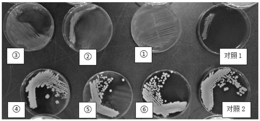 Method for separating and purifying staphylococcus aureus in proteusbacillus vulgaris