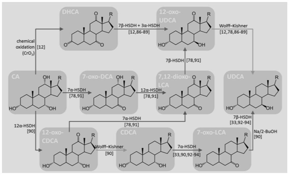 7[beta] hydroxy cholesterol dehydrogenase mutant and application thereof