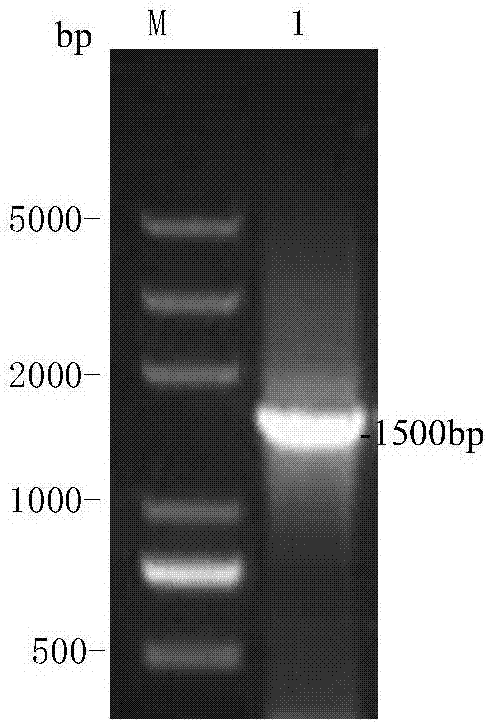 Salmonella spp antibody latex agglutination detection method