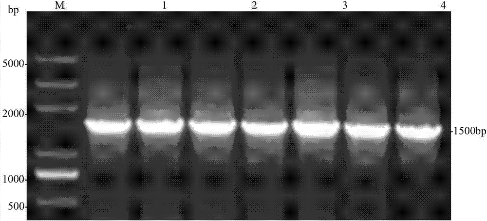 Salmonella spp antibody latex agglutination detection method