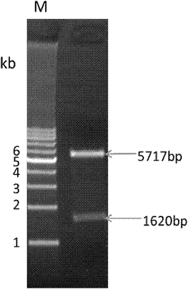 An apyrase encoding gene of Aedes albopictus, and preparation method and application of protein thereof