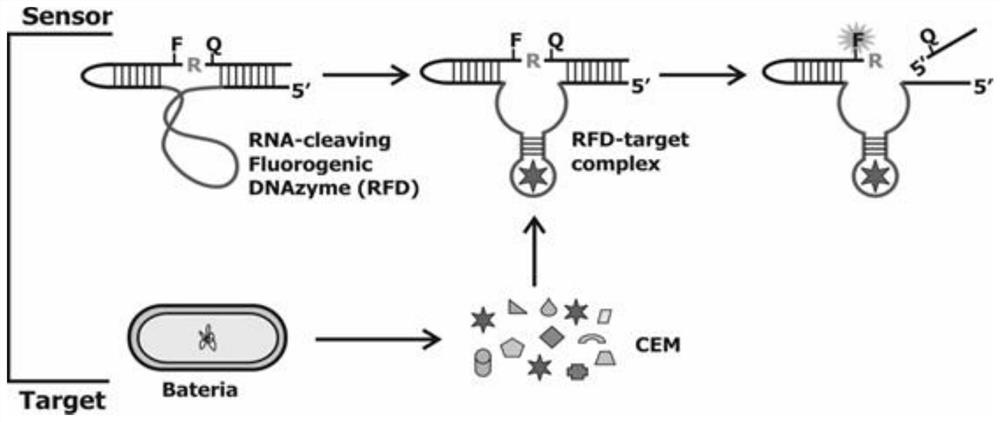 DNAzyme capable of specifically recognizing toxoplasma gondii and having RNA cutting function and kit