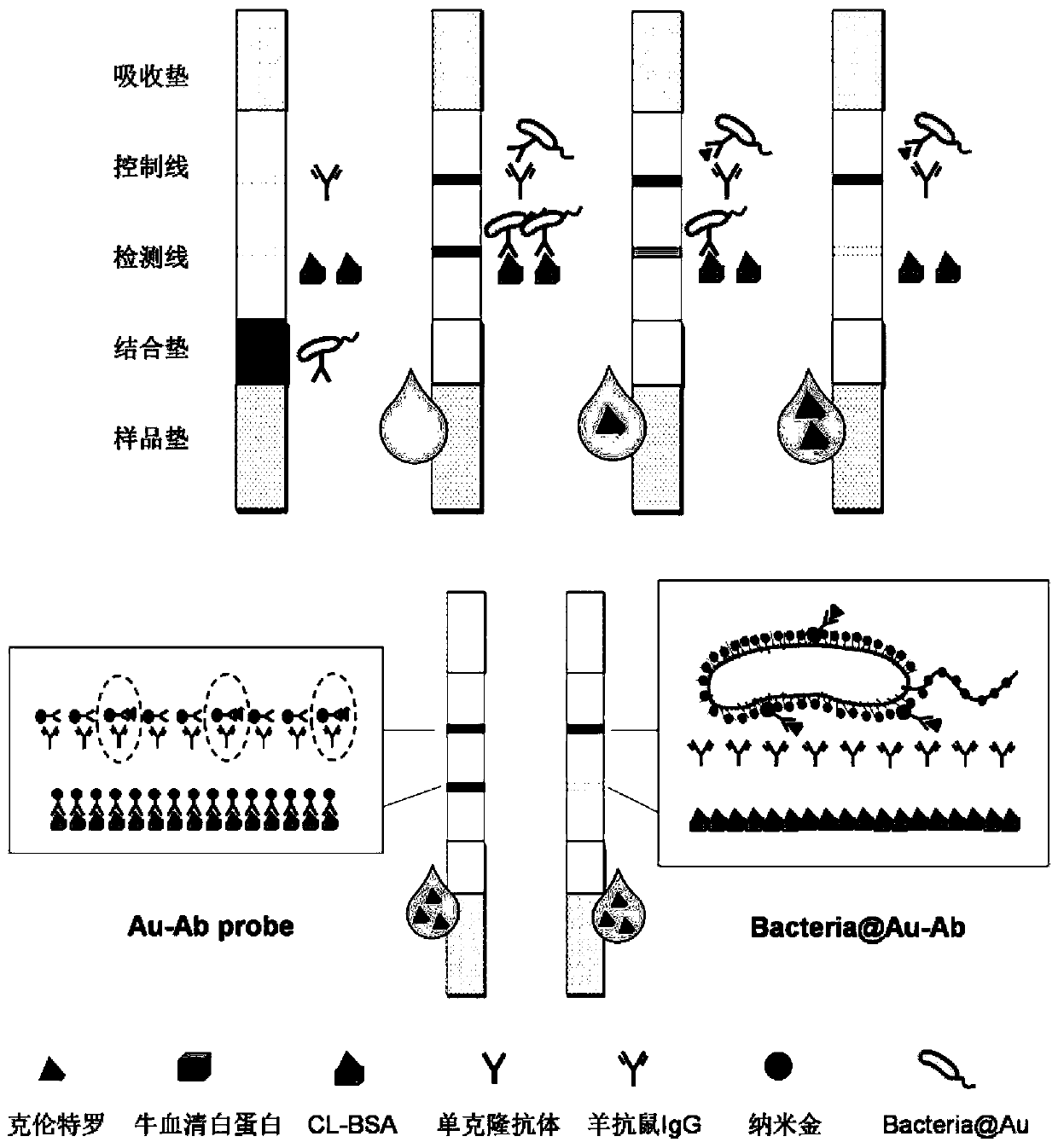 A kind of biological probe, test strip for detecting clenbuterol hydrochloride and application thereof