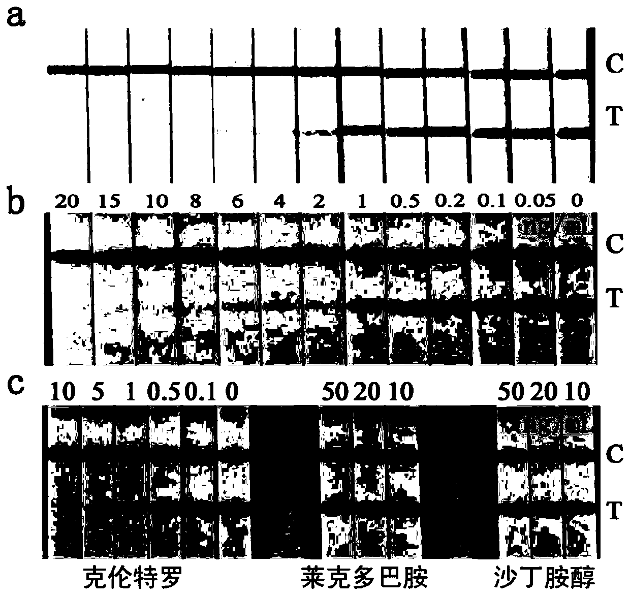 A kind of biological probe, test strip for detecting clenbuterol hydrochloride and application thereof