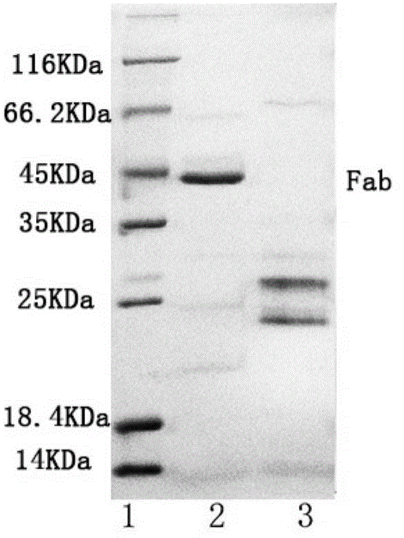 Method for separating human chorionic gonadotropin monoclonal antibody segment