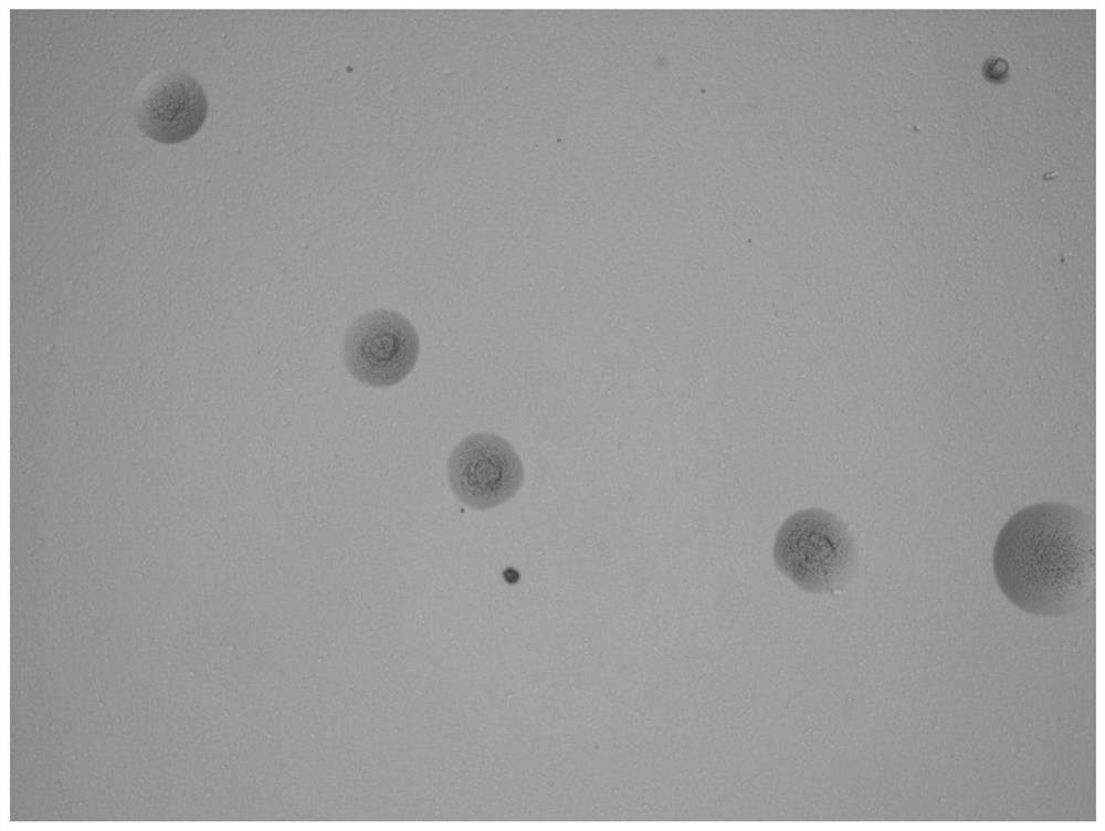 A strain of Mycoplasma gallisepticum and its application
