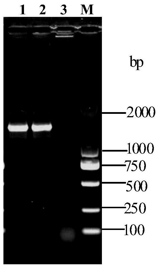 A strain of Mycoplasma gallisepticum and its application