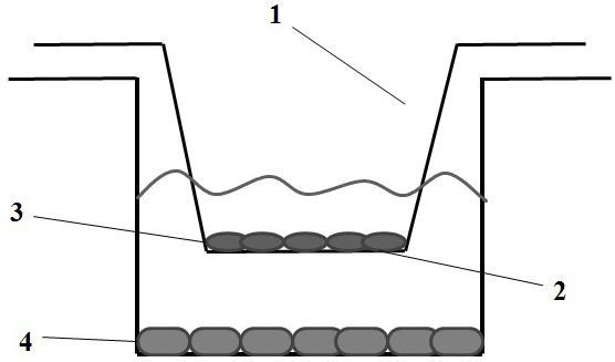 Application of pharmaceutical compositions containing mesenchymal stem cell exosomes in the treatment of diseases