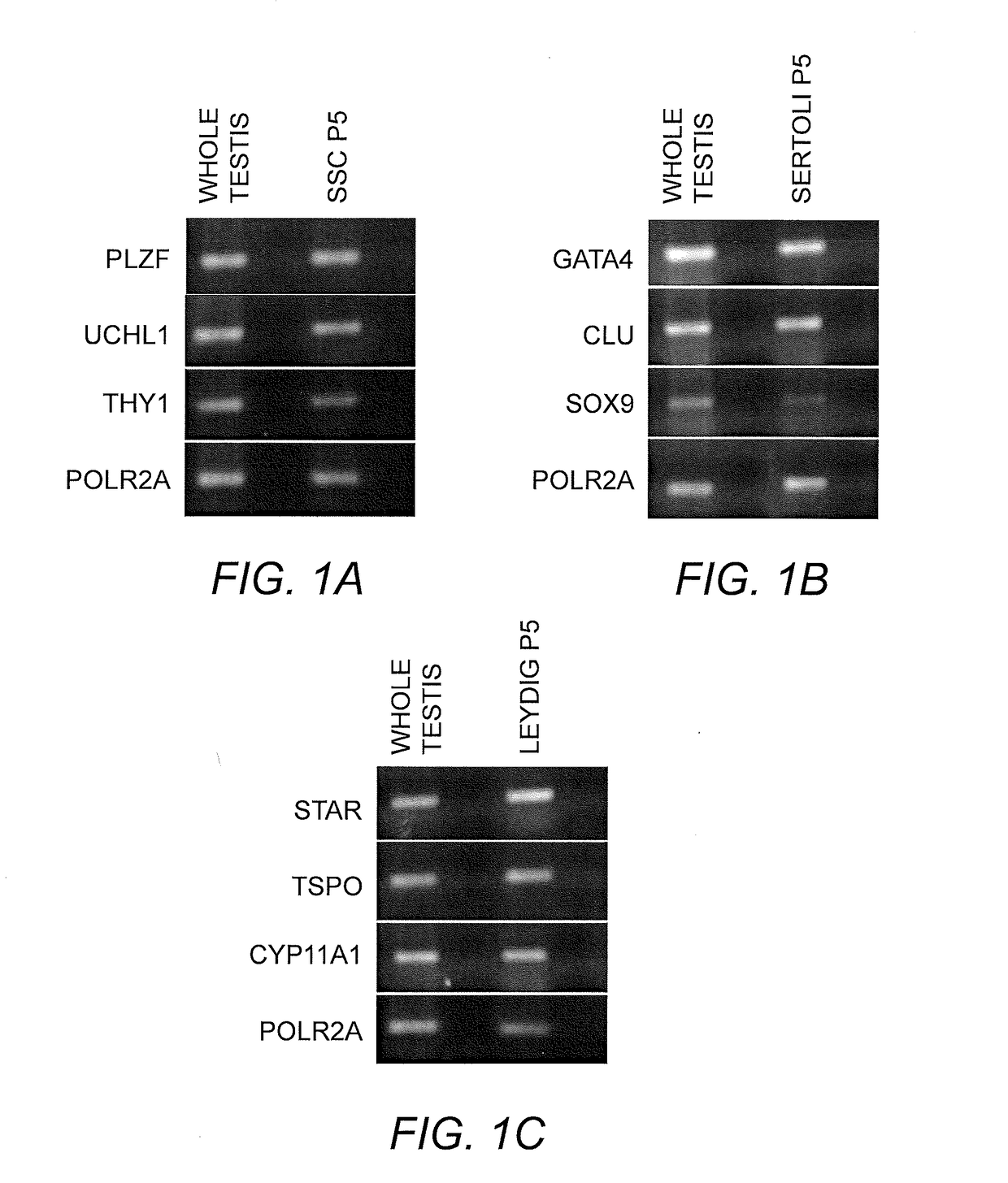Method of producing in vitro testicular constructs and uses thereof