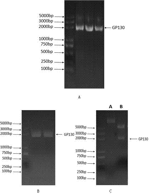 Gp130 extracellular domain protein as well as production method and application thereof