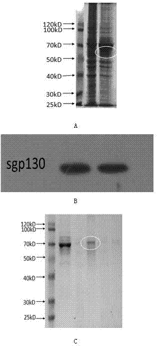 Gp130 extracellular domain protein as well as production method and application thereof