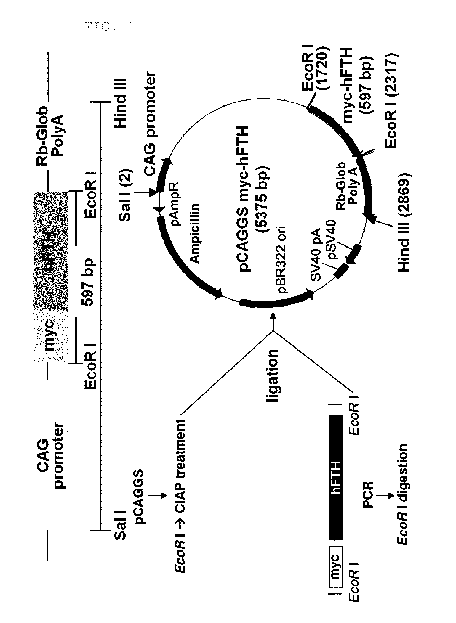 Transgenic mouse for expressing human ferritin in tissue non-specific manner and use thereof