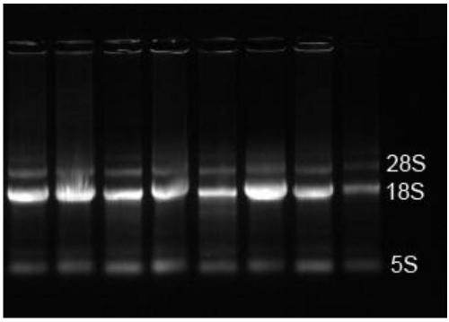 Pharaoh cuttlefish neuropeptide sCAP and application thereof