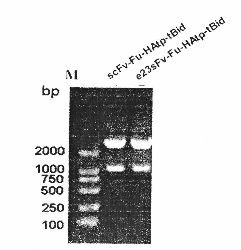 Influenza virus hemagglutinin fusion peptide-containing targeted recombinant molecule gene, protein encoded thereby and application thereof