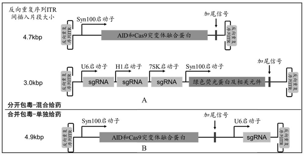 Exon splicing enhancer related to Duchenne muscular dystrophy, sgRNA, gene editing tool and application