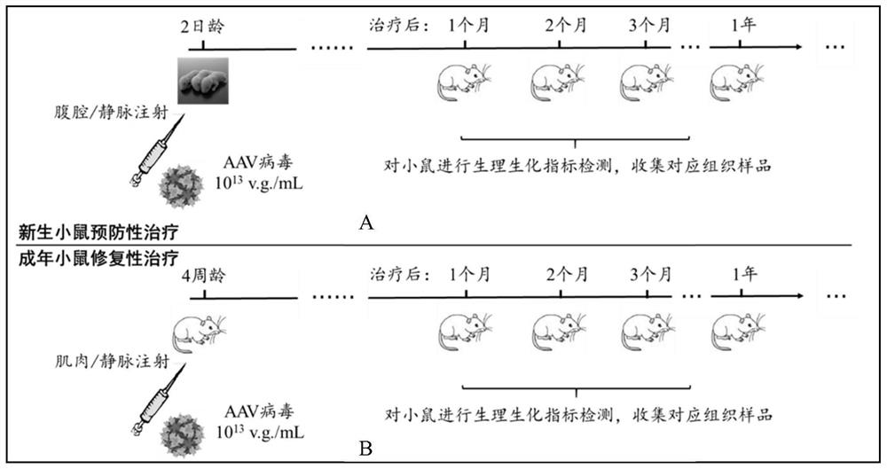 Exon splicing enhancer related to Duchenne muscular dystrophy, sgRNA, gene editing tool and application