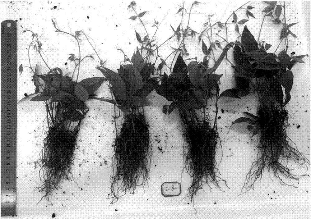 Tetrastigma hemsleyanum Diels et Gilg twig single-bud cutting propagation method
