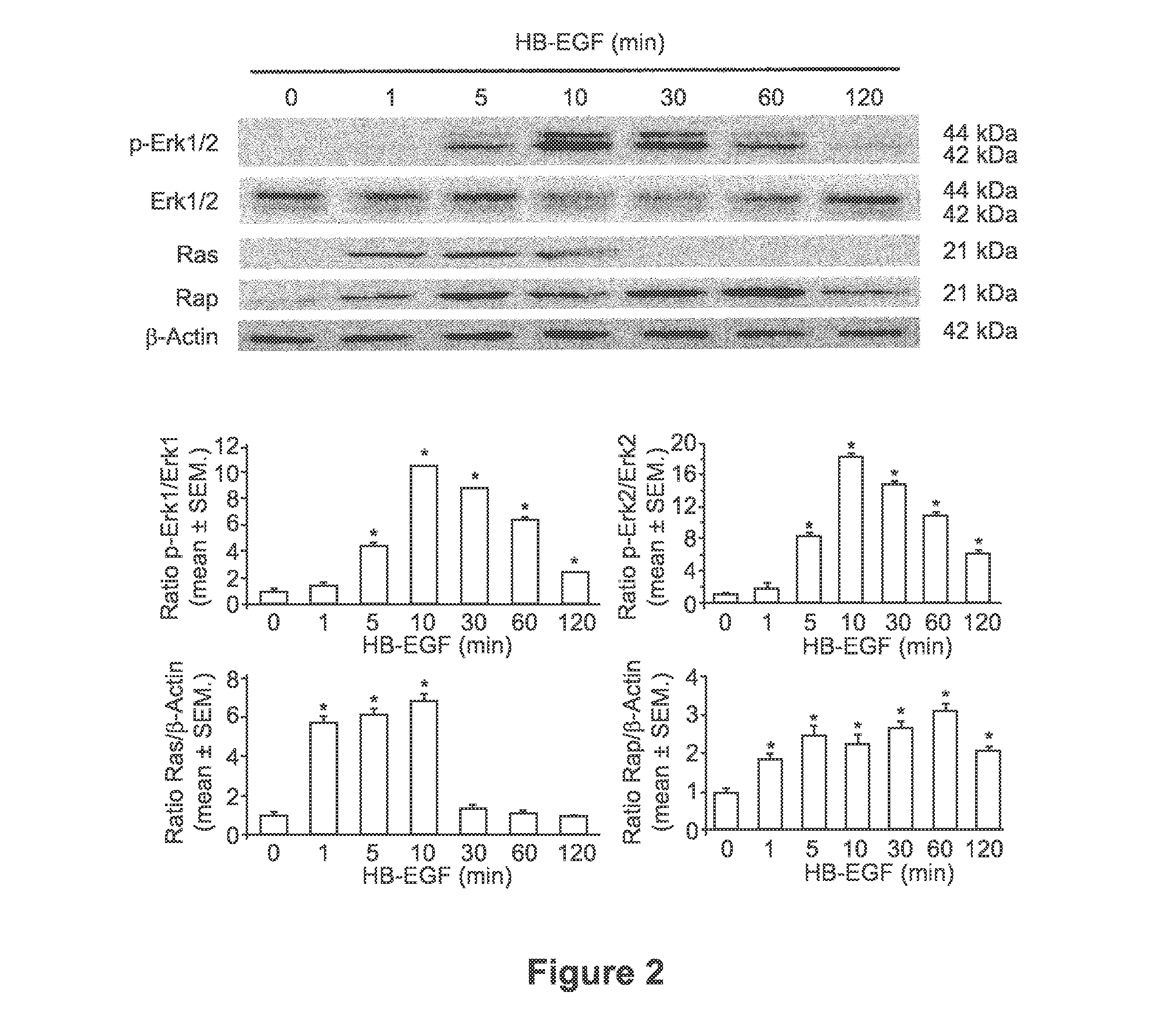 Administration Of Heparin Binding Epidermal Growth Factor For The Protection Of Enteric Neurons