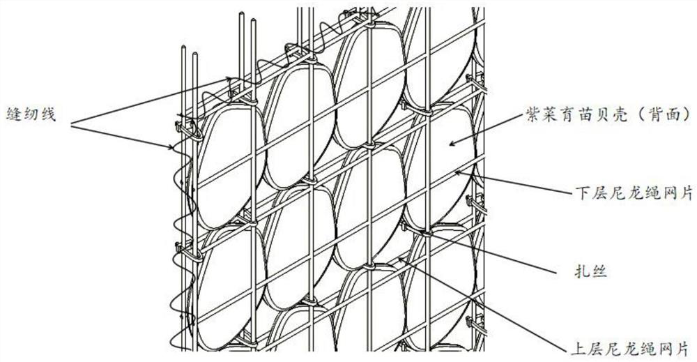 Seaweed seedling raising shell net curtain and its arrangement and sewing device