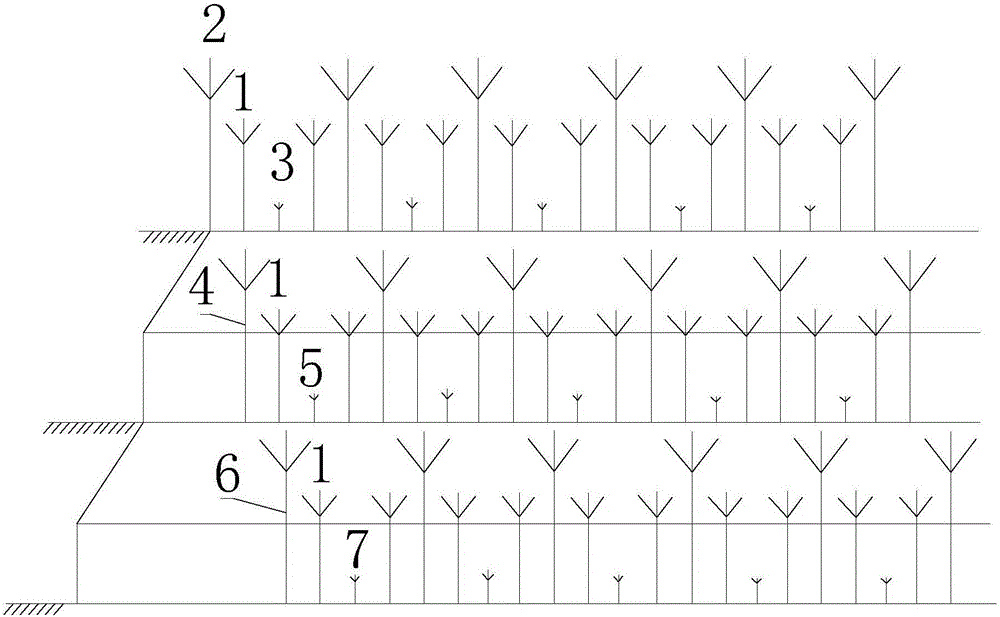 Paris polyphylla and rhizome polygonati efficient interplanting method