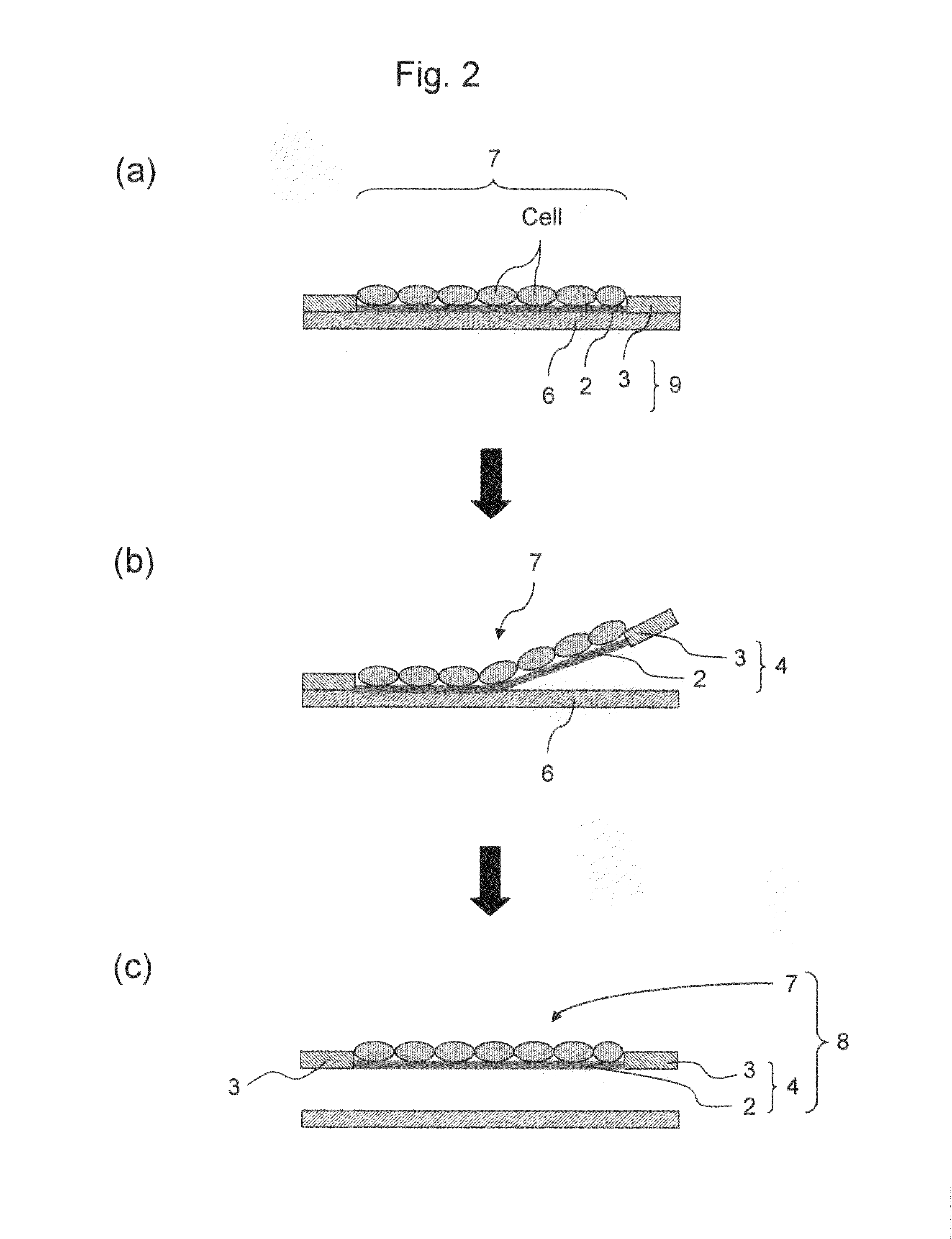Cell sheet having good dimensional stability, method for production thereof, and cell culture carrier for use in the method