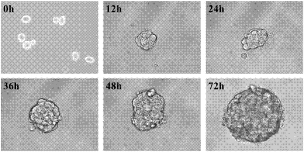 A liver cancer microsphere cell surface specific targeting polypeptide, and a preparing method and applications thereof