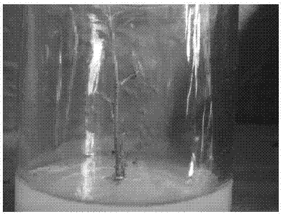 Method for establishing anredera cordifolia in-vitro regeneration system