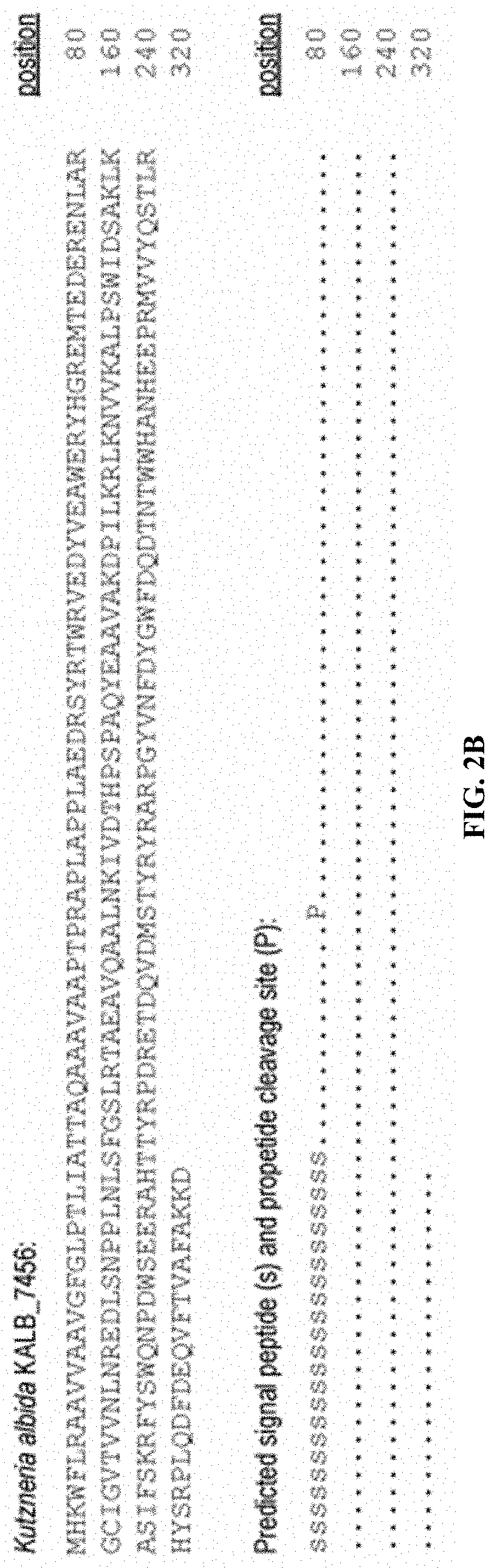 System and method for identification and characterization of transglutaminase species