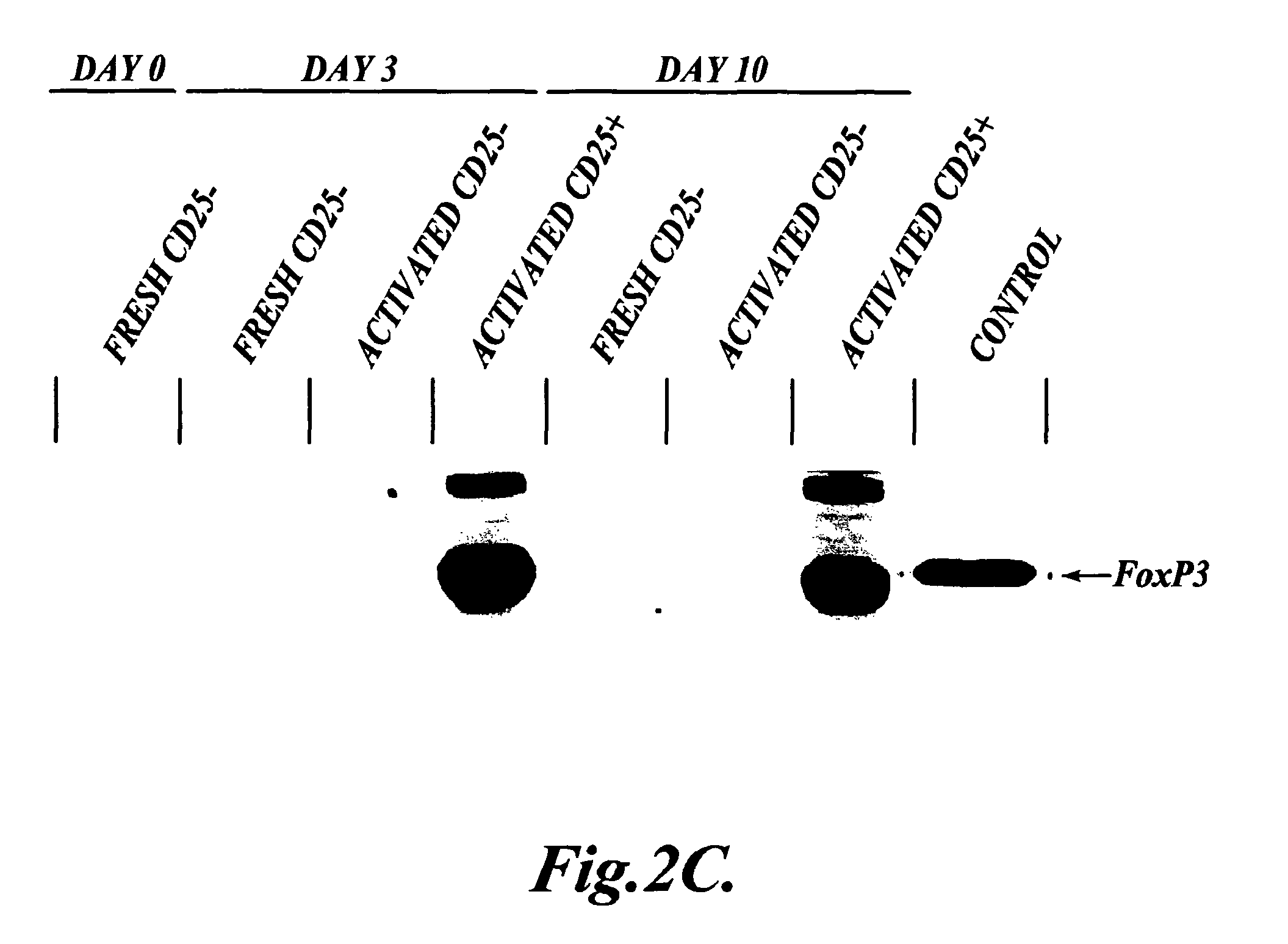 Methods of generating antigen-specific CD4+CD25+regulatory T cells, compositions and methods of use