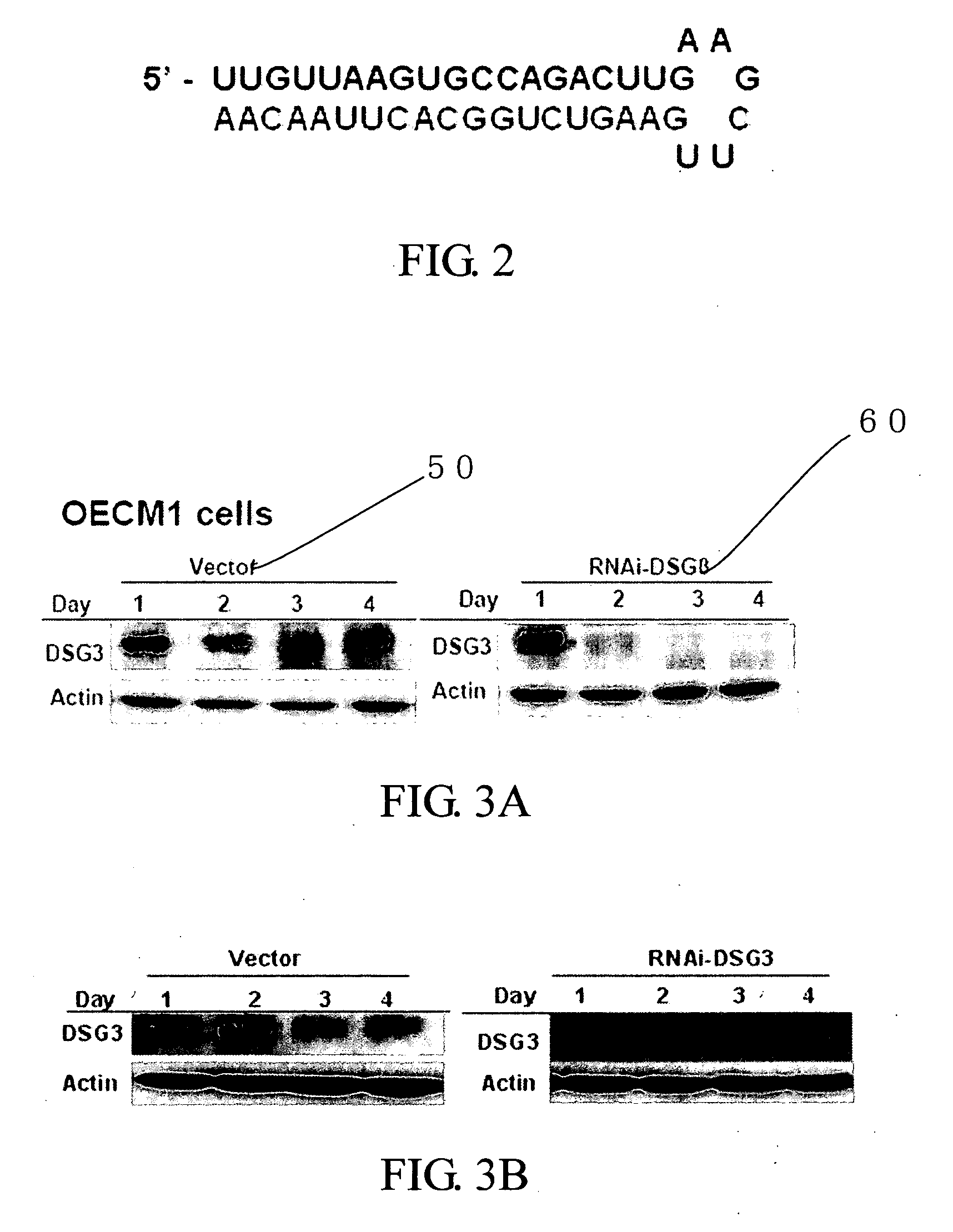 Method on clinical applications in head neck cancer by using DSG3 molecule for predicting malignant degree of cancer, serving as a molecular target and using RNA jamming sequence on inhibition-specific of DSG3 expression