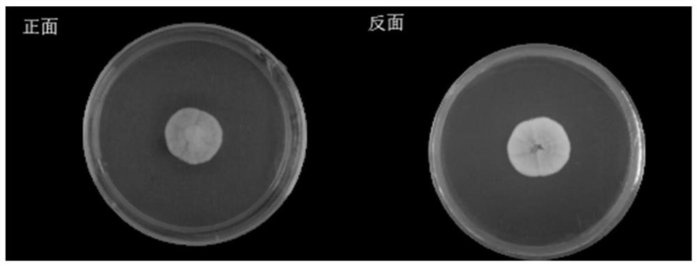 A Buried Aspergillus and its Application