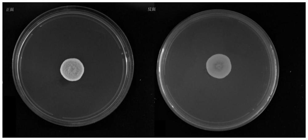 A Buried Aspergillus and its Application