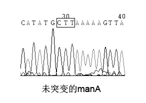 Acid-resistant and high temperature-resistant beta-mannase gene and application thereof