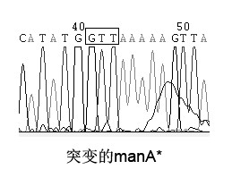Acid-resistant and high temperature-resistant beta-mannase gene and application thereof