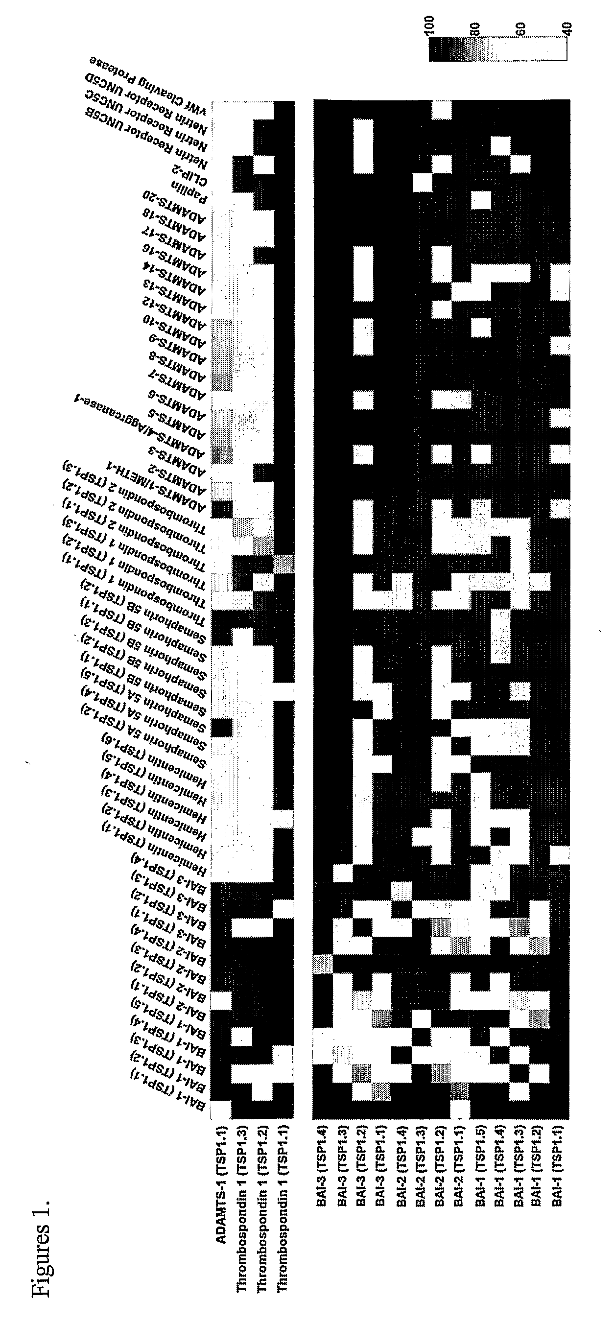 Compositions Having Antiangiogenic Activity and Uses Thereof
