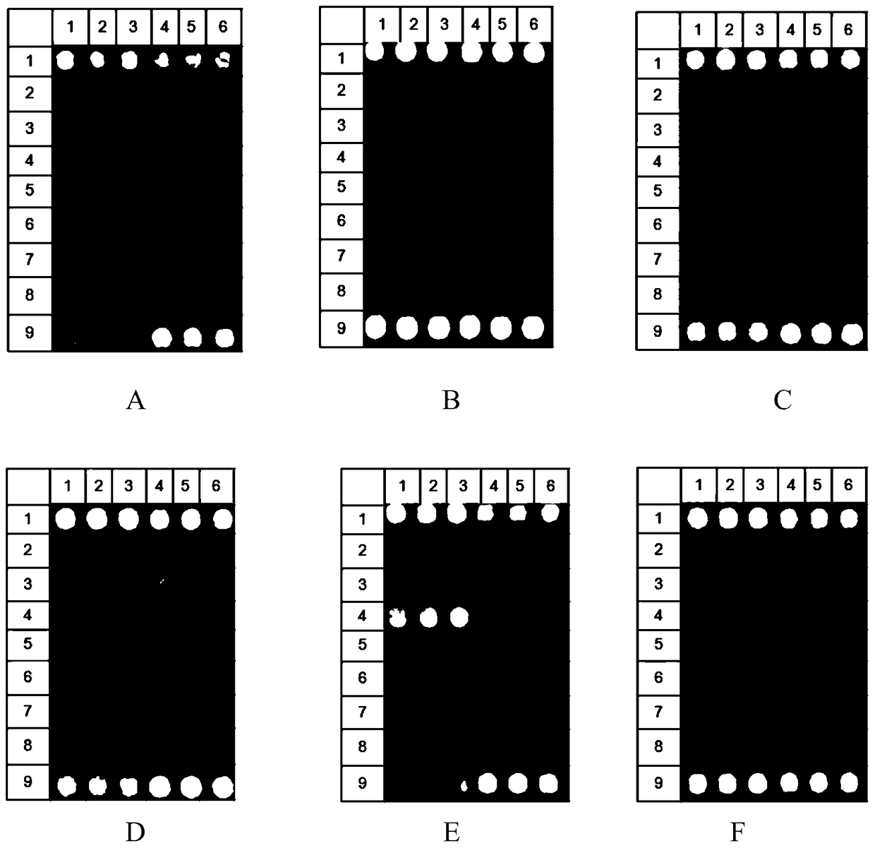 A gene chip kit for detecting drug-resistant genes of Gram-negative bacteria