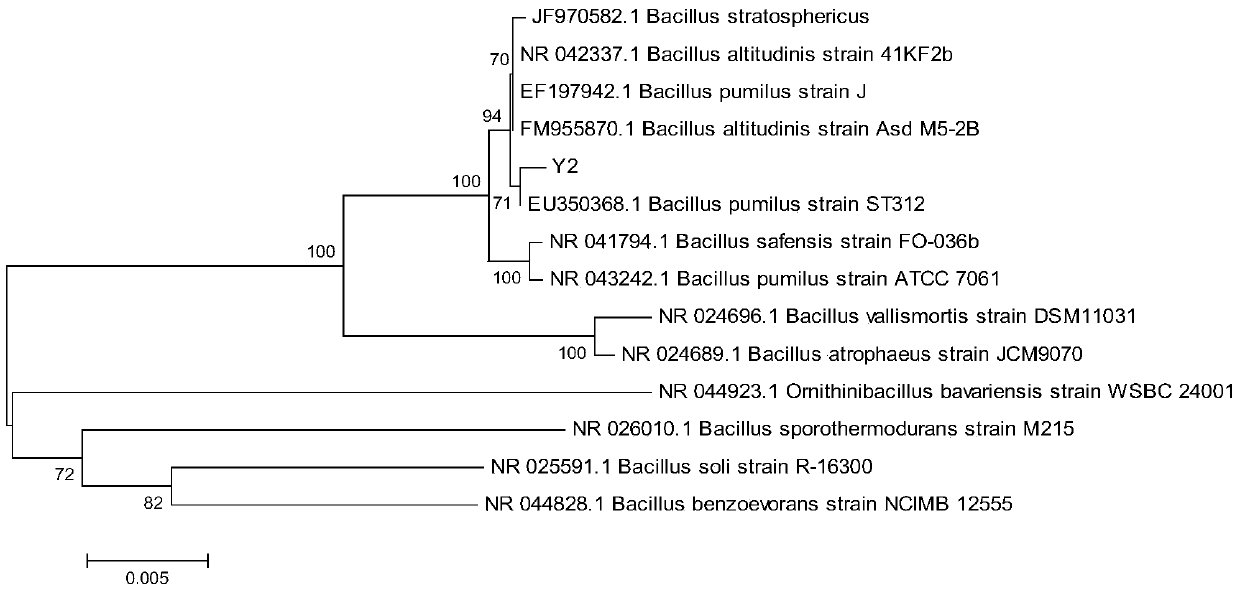 A strain of Bacillus pumilus that efficiently degrades atrazine