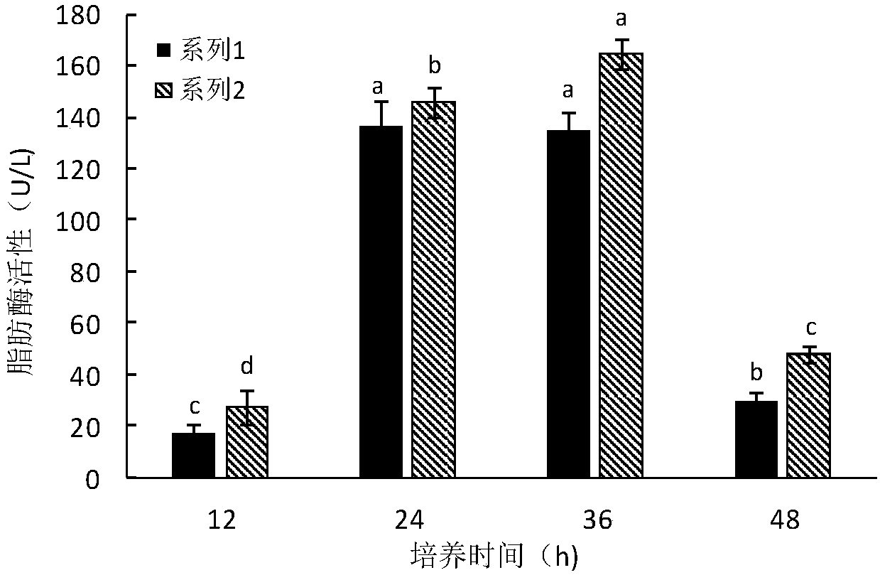 Zinc-rich bacterial strain and application thereof