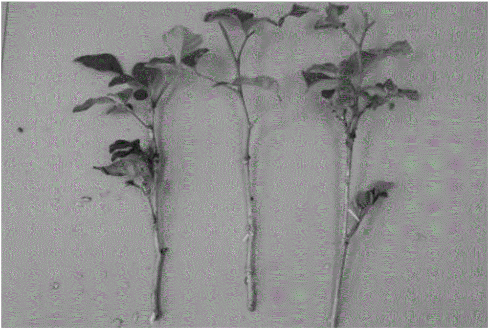 Cutting seedling method of murraya paniculata